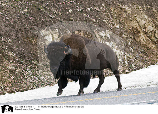 Amerikanischer Bison / american bison / MBS-07837