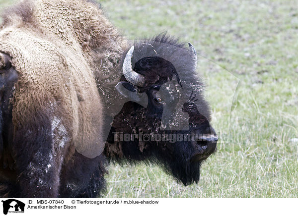 Amerikanischer Bison / american bison / MBS-07840
