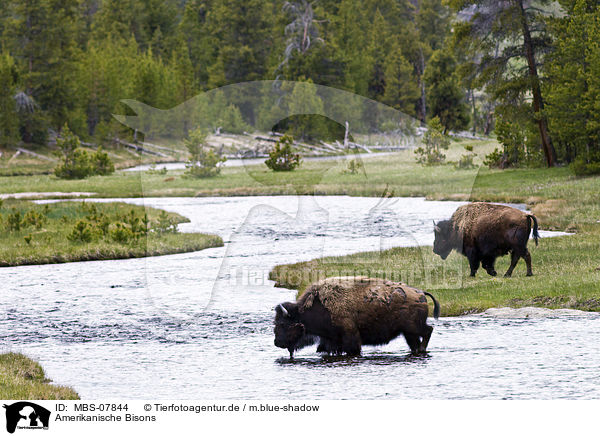 Amerikanische Bisons / american bisons / MBS-07844
