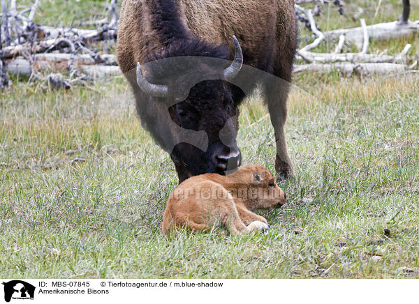 Amerikanische Bisons / american bisons / MBS-07845