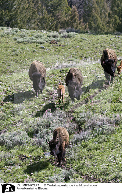 Amerikanische Bisons / american bisons / MBS-07847