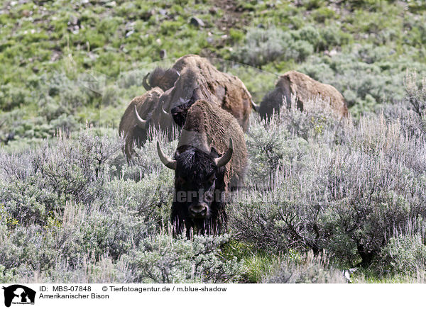 Amerikanischer Bison / american bison / MBS-07848