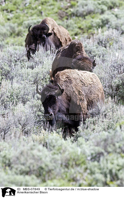 Amerikanischer Bison / american bison / MBS-07849