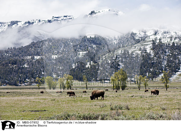 Amerikanische Bisons / american bisons / MBS-07852