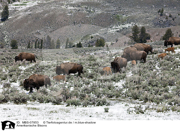 Amerikanische Bisons / american bisons / MBS-07853