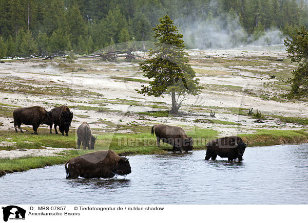 Amerikanische Bisons / american bisons / MBS-07857