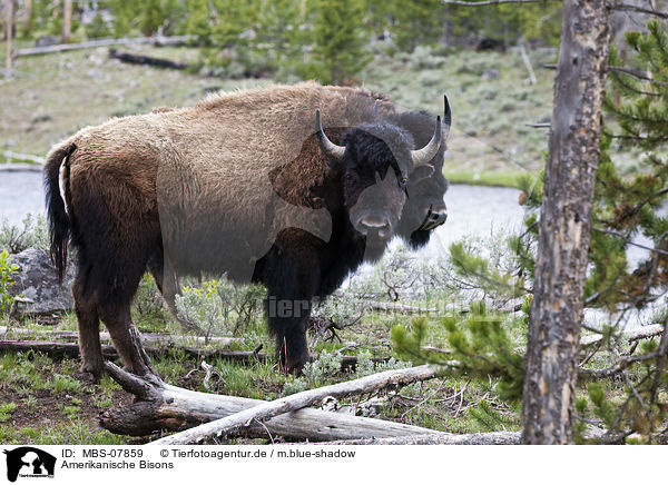 Amerikanische Bisons / american bisons / MBS-07859