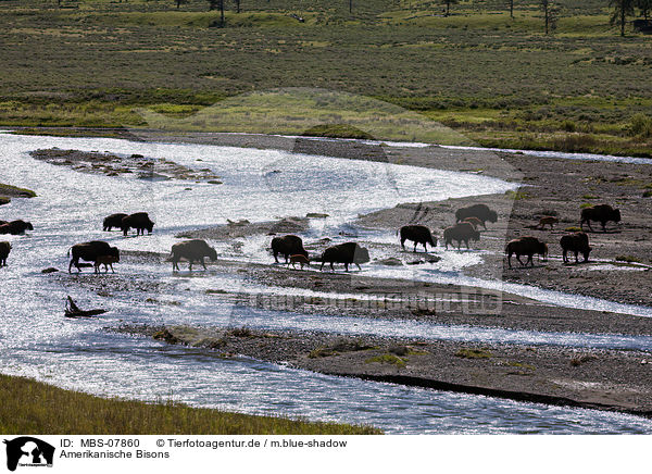 Amerikanische Bisons / MBS-07860