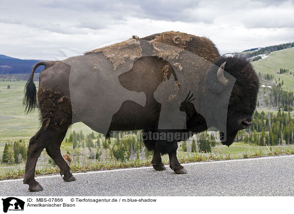 Amerikanischer Bison / MBS-07866