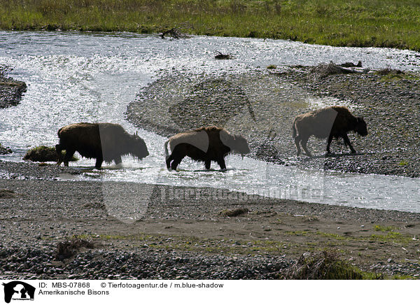 Amerikanische Bisons / american bisons / MBS-07868