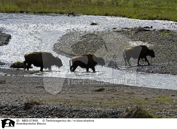 Amerikanische Bisons / MBS-07868