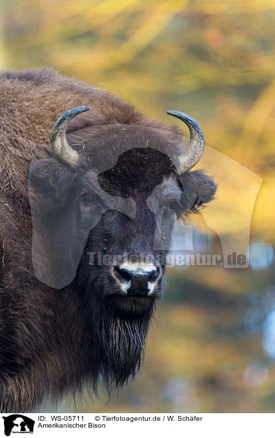 Amerikanischer Bison / American bison / WS-05711
