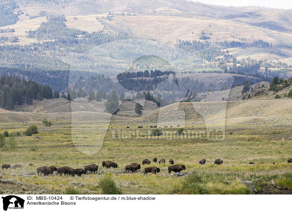 Amerikanische Bisons / american buffalos / MBS-10424