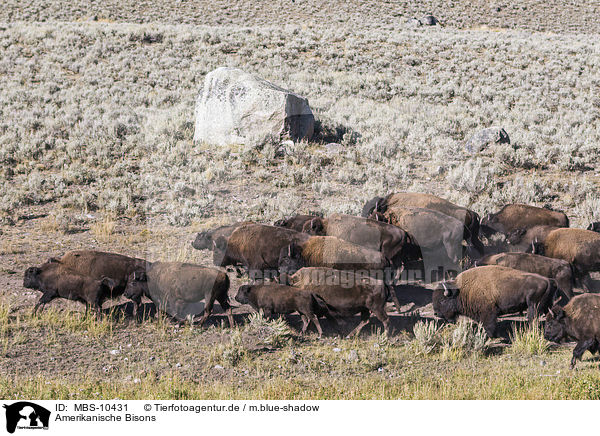 Amerikanische Bisons / american buffalos / MBS-10431