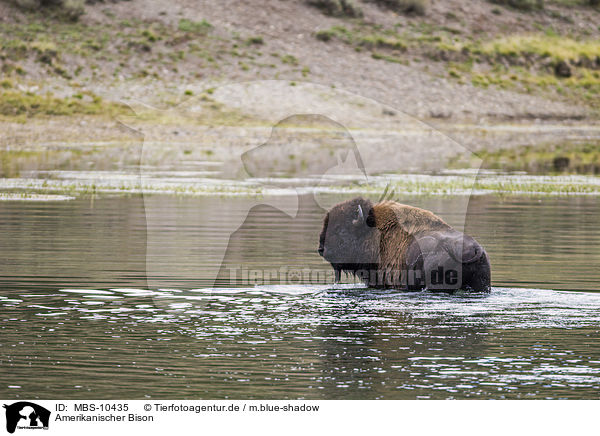 Amerikanischer Bison / american buffalo / MBS-10435