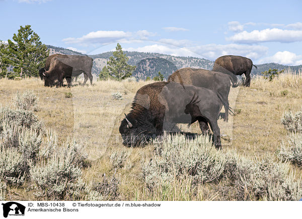 Amerikanische Bisons / american buffalos / MBS-10438