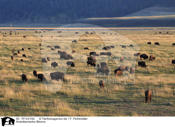 Amerikanische Bisons / American buffalos / FF-03192