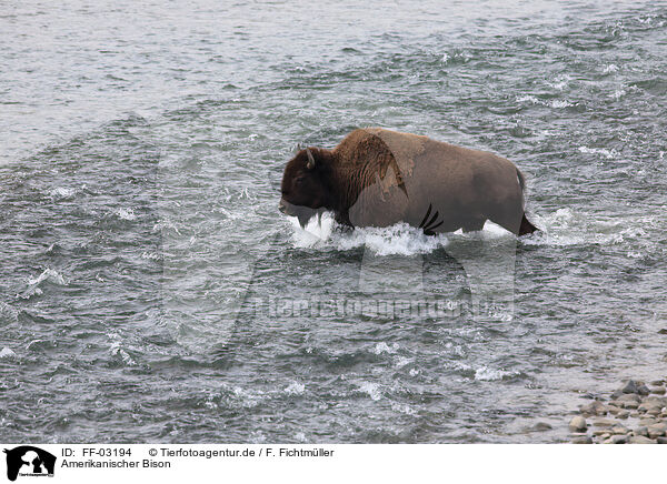Amerikanischer Bison / American buffalo / FF-03194