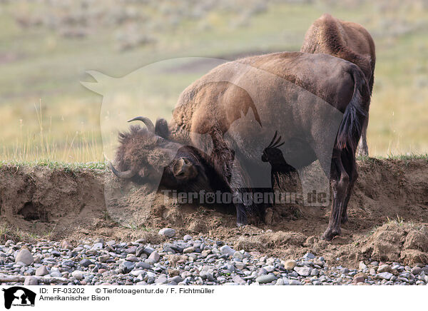 Amerikanischer Bison / FF-03202