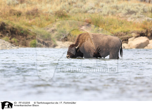 Amerikanischer Bison / FF-03205