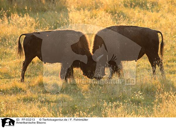 Amerikanische Bisons / FF-03213