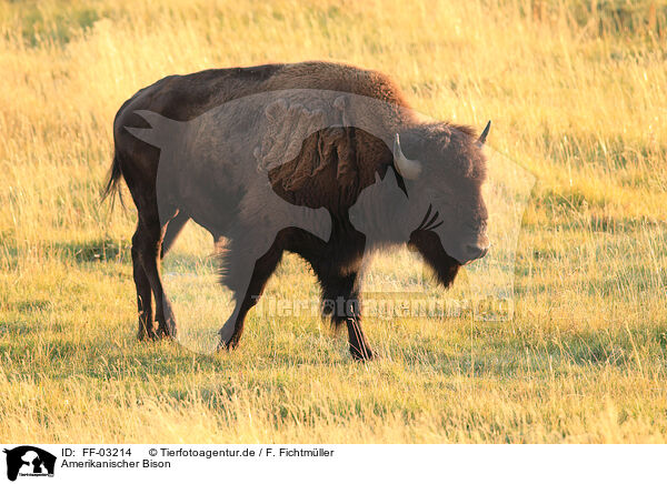 Amerikanischer Bison / American buffalo / FF-03214