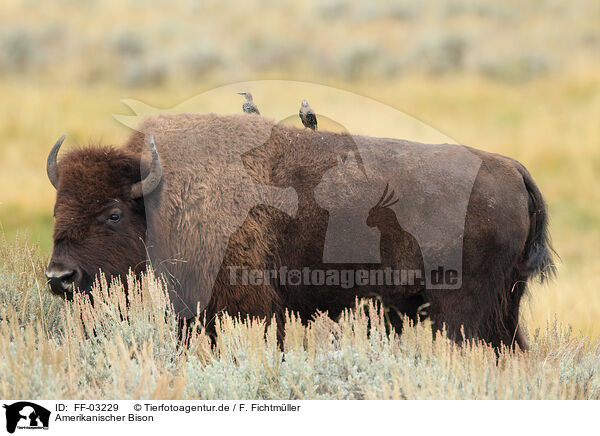 Amerikanischer Bison / FF-03229