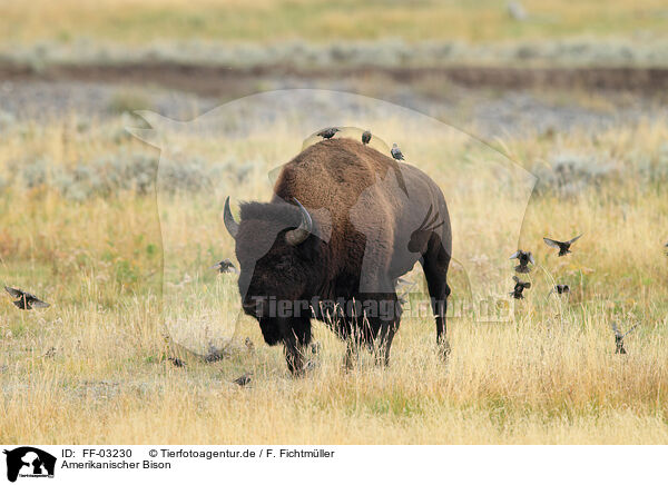 Amerikanischer Bison / American buffalo / FF-03230