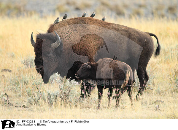 Amerikanische Bisons / American buffalos / FF-03233