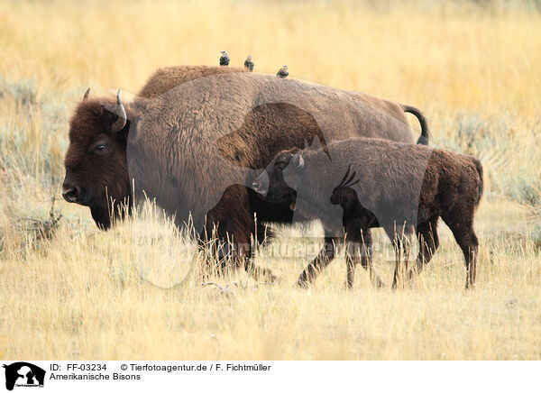 Amerikanische Bisons / American buffalos / FF-03234