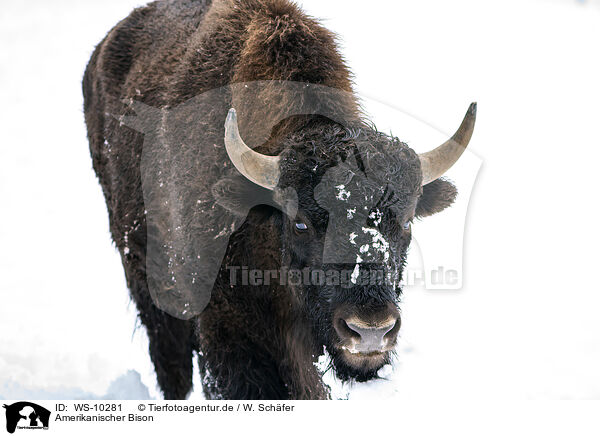 Amerikanischer Bison / WS-10281