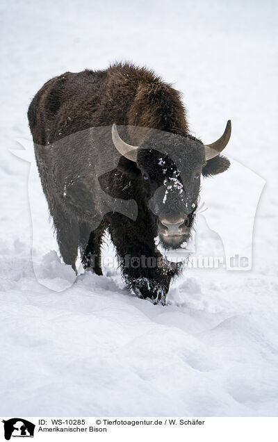 Amerikanischer Bison / american buffalo / WS-10285