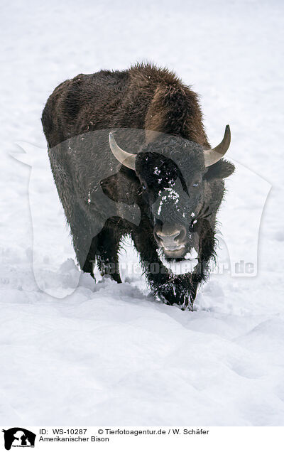 Amerikanischer Bison / american buffalo / WS-10287