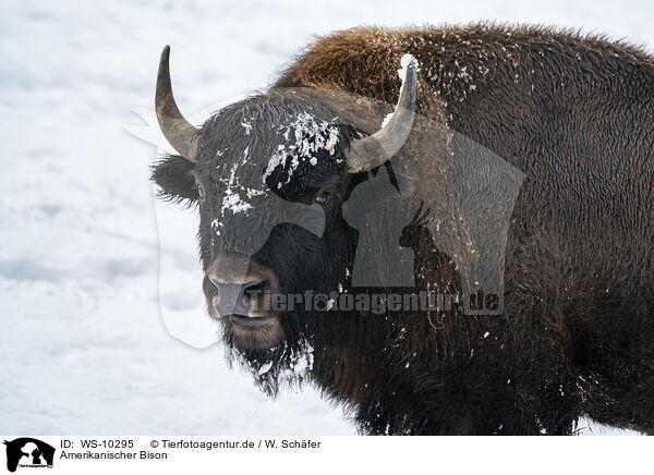Amerikanischer Bison / american buffalo / WS-10295