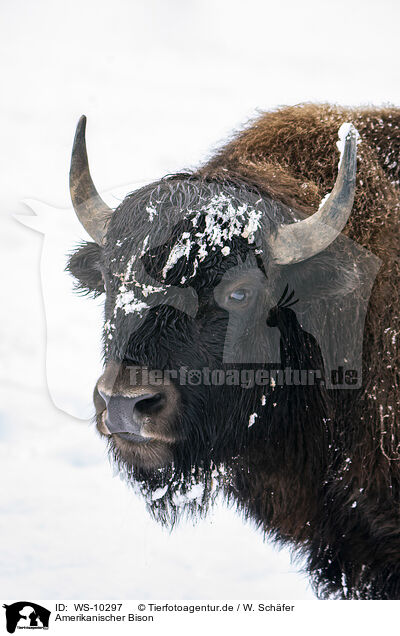 Amerikanischer Bison / american buffalo / WS-10297