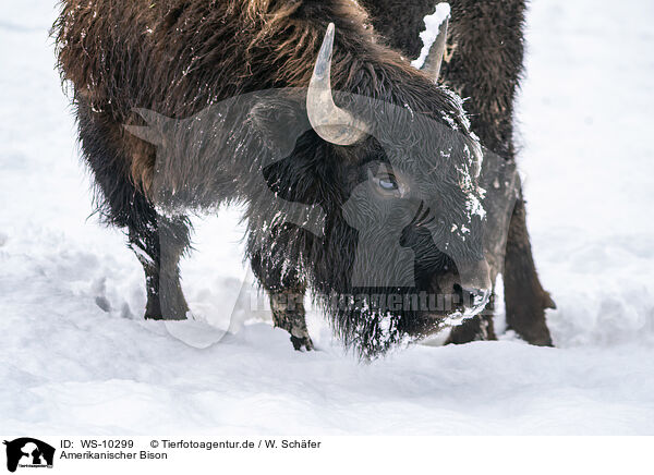 Amerikanischer Bison / american buffalo / WS-10299