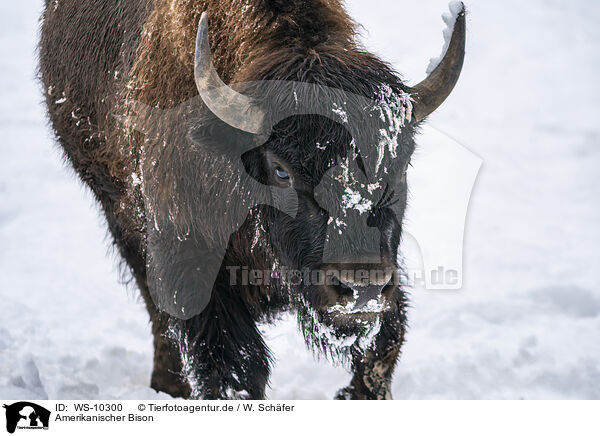 Amerikanischer Bison / american buffalo / WS-10300