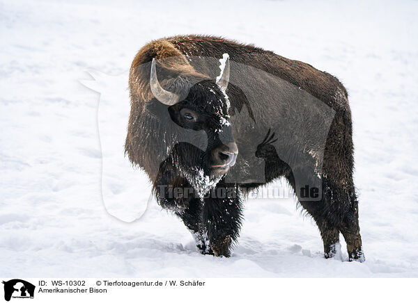 Amerikanischer Bison / american buffalo / WS-10302
