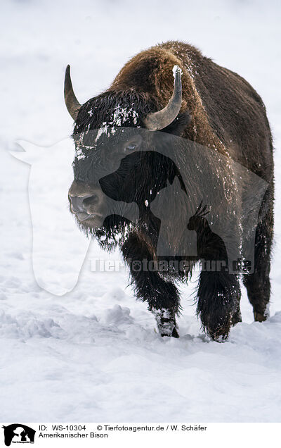Amerikanischer Bison / american buffalo / WS-10304