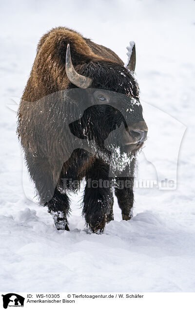 Amerikanischer Bison / american buffalo / WS-10305