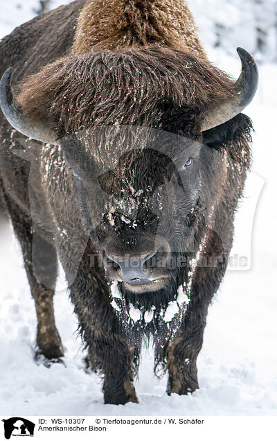 Amerikanischer Bison / american buffalo / WS-10307