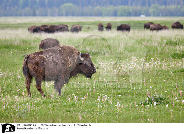 Amerikanische Bisons / american buffalos / JR-06192