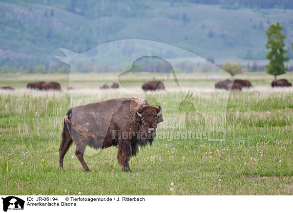 Amerikanische Bisons / american buffalos / JR-06194