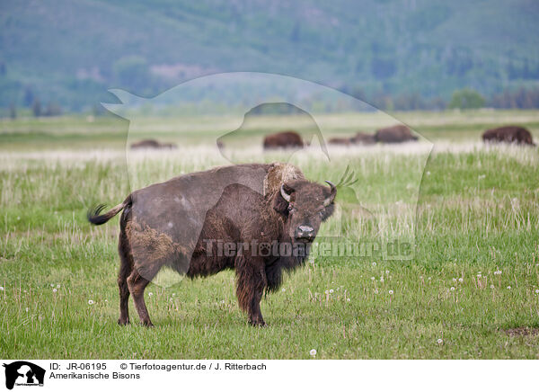 Amerikanische Bisons / american buffalos / JR-06195