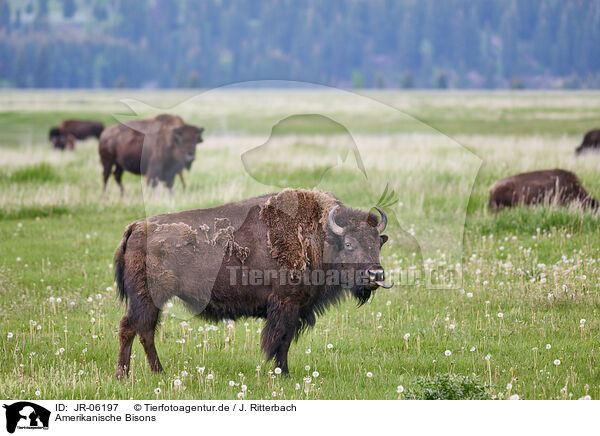 Amerikanische Bisons / american buffalos / JR-06197