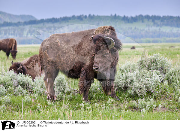 Amerikanische Bisons / american buffalos / JR-06202