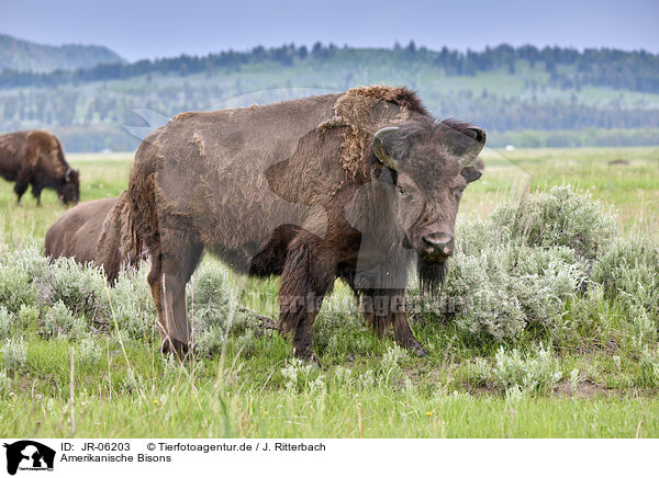 Amerikanische Bisons / american buffalos / JR-06203