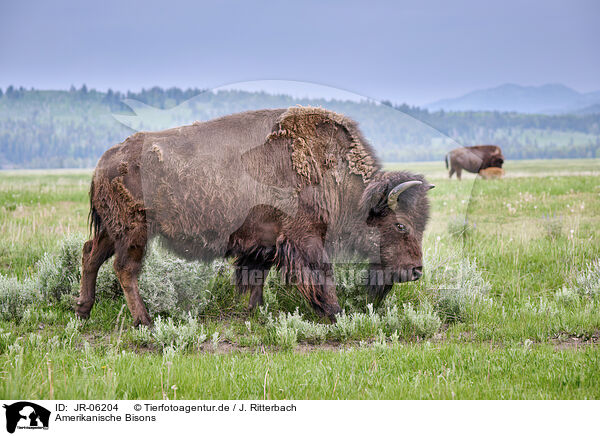 Amerikanische Bisons / JR-06204