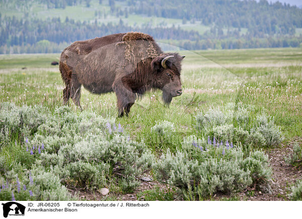 Amerikanischer Bison / american buffalo / JR-06205