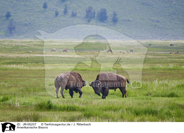 Amerikanische Bisons / american buffalos / JR-06207
